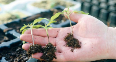 Co dělat, když se v sazenicích rajčat objeví černá noha